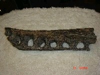 藏品(馬來長吻鱷下顎骨化石)的圖片